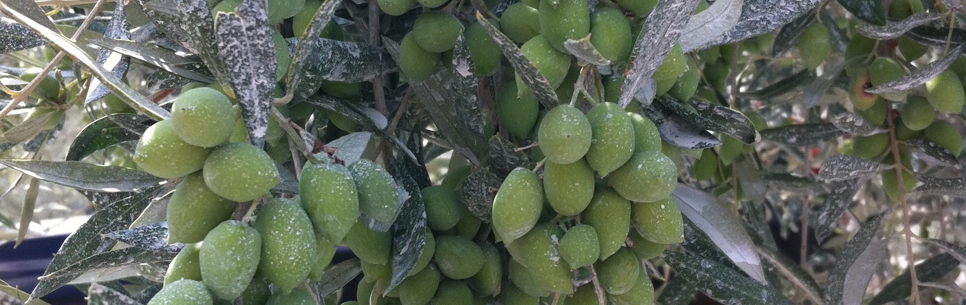 olives with kaolini