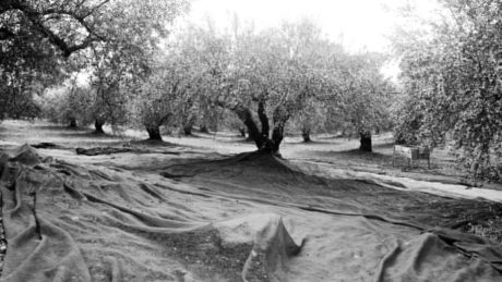 Nets on the ground are ready to receive the olives